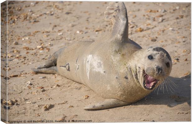 A wild seal lying in the sand Canvas Print by Will Badman