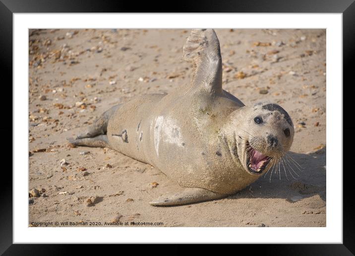 A wild seal lying in the sand Framed Mounted Print by Will Badman