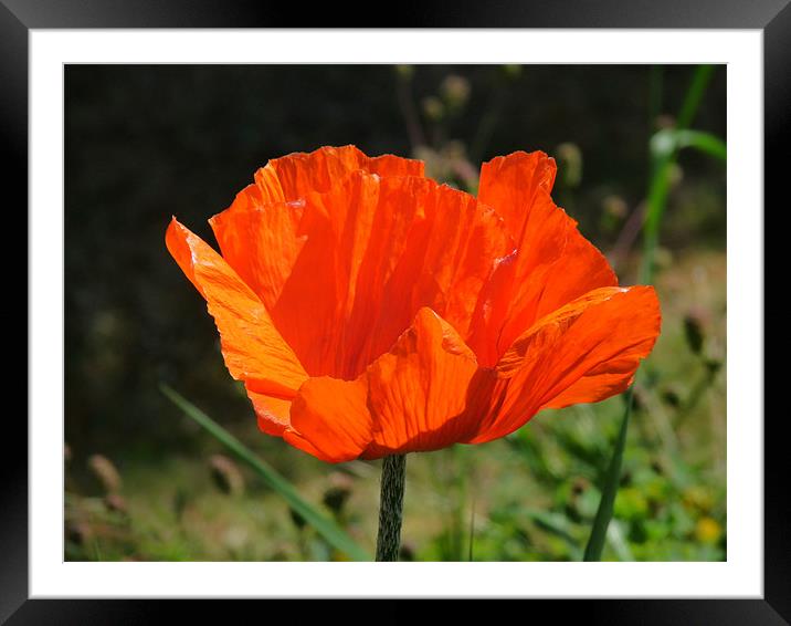 Poppy Framed Mounted Print by susan potter