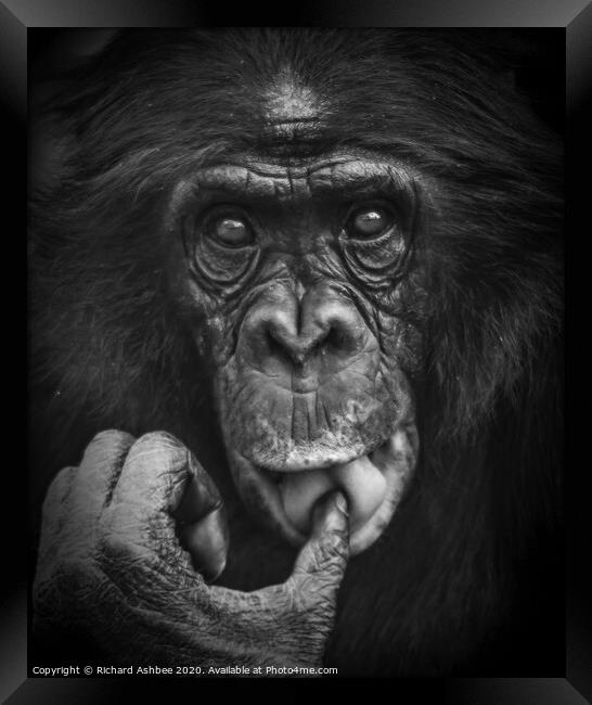 Thoughtful chimp Framed Print by Richard Ashbee