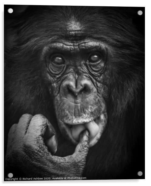 Thoughtful chimp Acrylic by Richard Ashbee