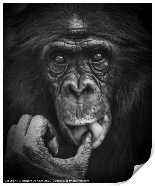 Thoughtful chimp Print by Richard Ashbee