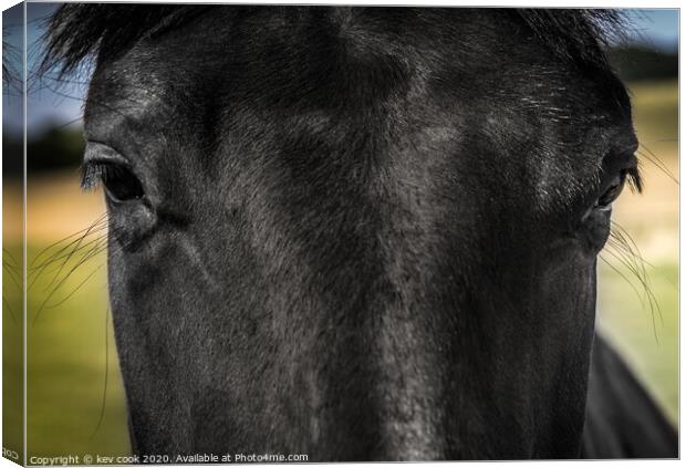 peeping pony Canvas Print by kevin cook