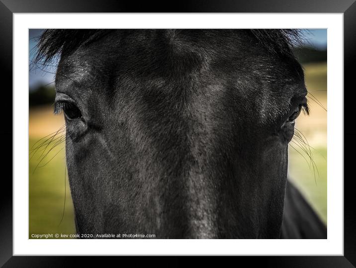 peeping pony Framed Mounted Print by kevin cook