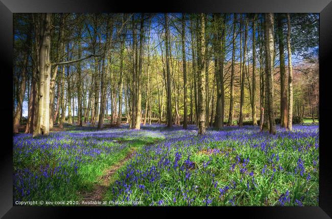 Bluebell path Framed Print by kevin cook