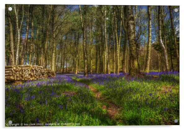 Bluebell logging Acrylic by kevin cook