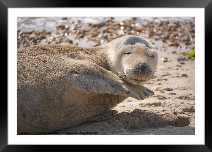 Posing Sammy the seal  Framed Mounted Print by Will Badman