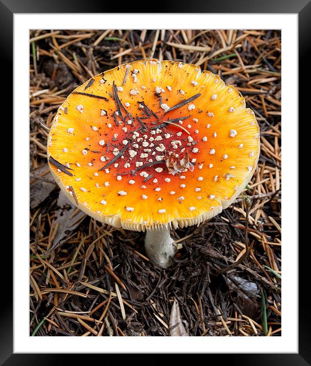 Wild yellow mushroom Framed Mounted Print by Richie Miles