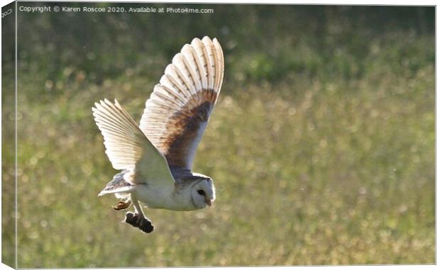 A Barn Owl flying over a field Canvas Print by Karen Roscoe
