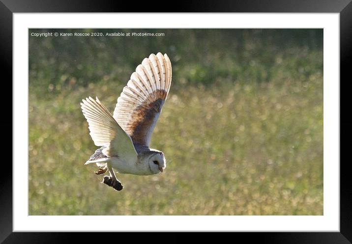 A Barn Owl flying over a field Framed Mounted Print by Karen Roscoe