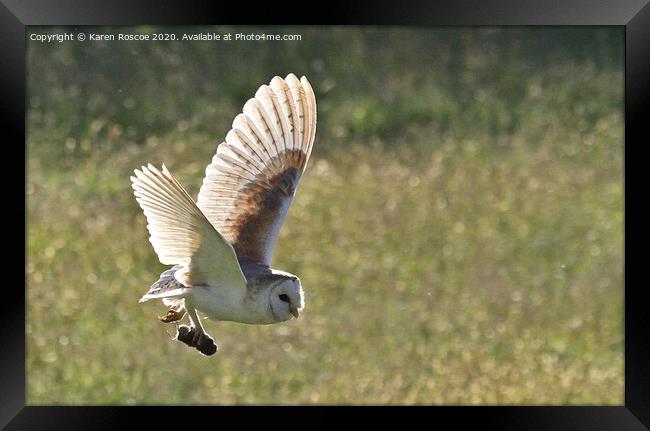 A Barn Owl flying over a field Framed Print by Karen Roscoe