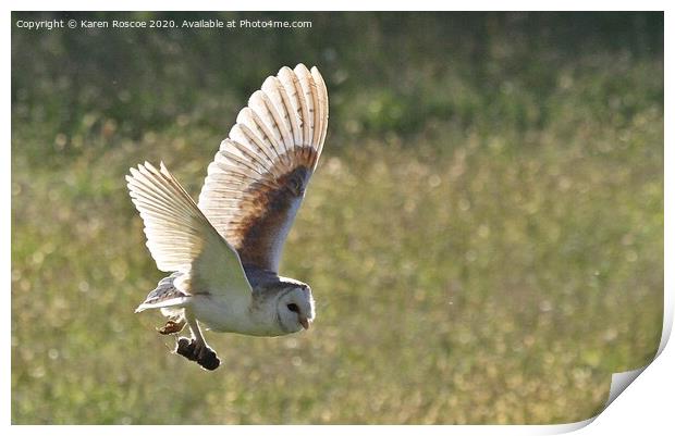 A Barn Owl flying over a field Print by Karen Roscoe