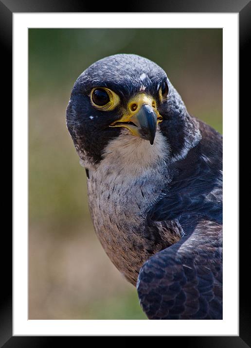 Bird of Prey, Peregrine Falcon Framed Mounted Print by Dawn O'Connor