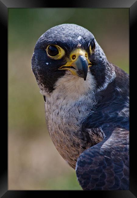 Bird of Prey, Peregrine Falcon Framed Print by Dawn O'Connor