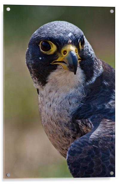 Bird of Prey, Peregrine Falcon Acrylic by Dawn O'Connor