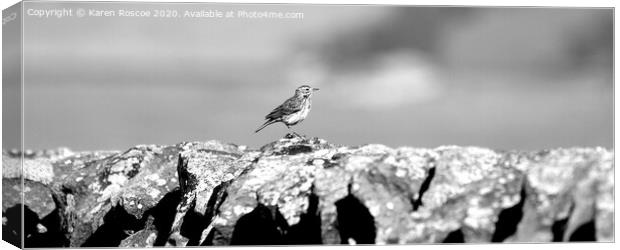 Meadow Pipit on stone wall Canvas Print by Karen Roscoe