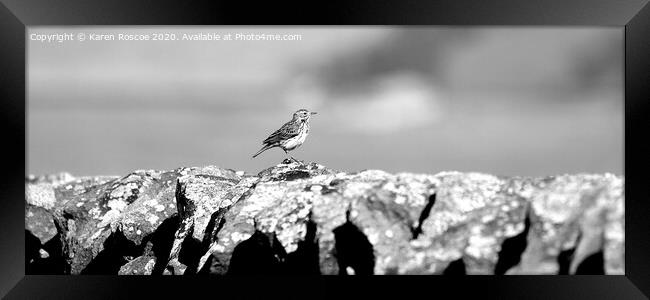Meadow Pipit on stone wall Framed Print by Karen Roscoe