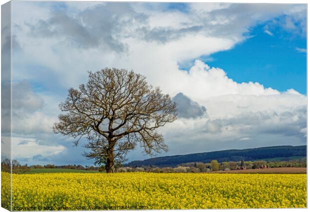 Rape Seed Oil Field outside Ludlow Shropshire Canvas Print by Nick Jenkins