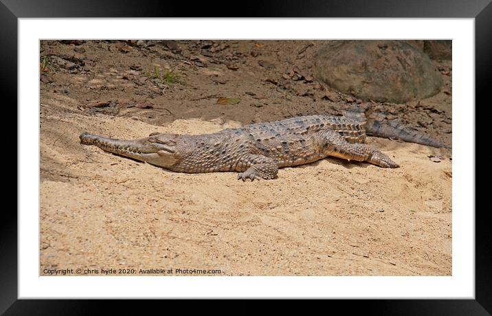 freshwater crocodile Framed Mounted Print by chris hyde