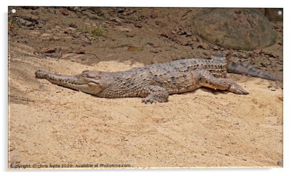 freshwater crocodile Acrylic by chris hyde