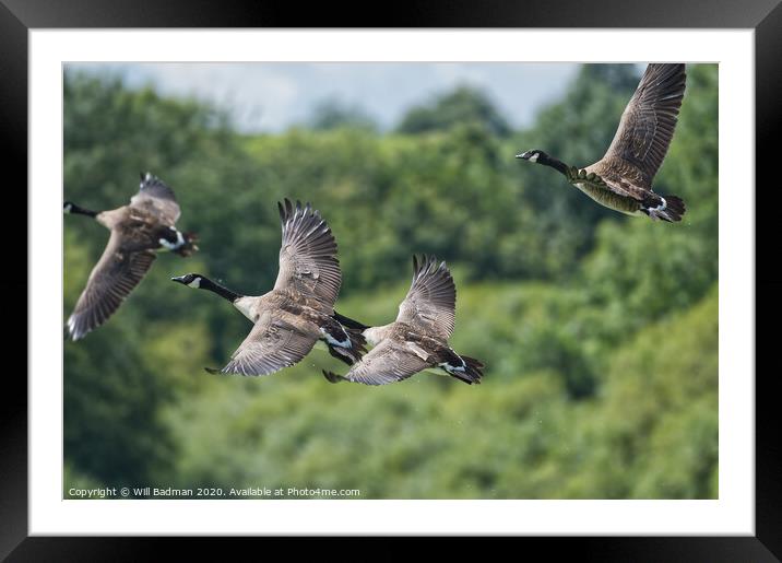 Flying Canadian Geese  Framed Mounted Print by Will Badman