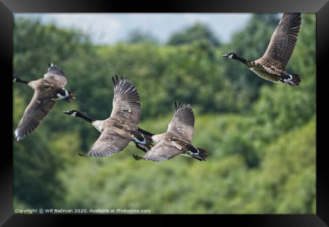 Flying Canadian Geese  Framed Print by Will Badman