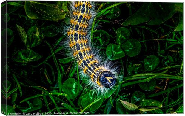 Buff-Tip Caterpillar  Canvas Print by Jane Metters