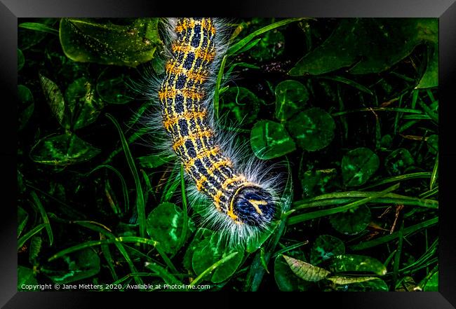 Buff-Tip Caterpillar  Framed Print by Jane Metters
