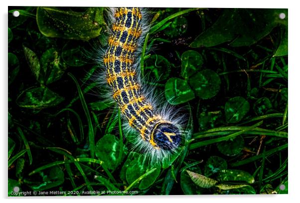 Buff-Tip Caterpillar  Acrylic by Jane Metters