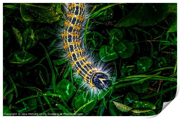 Buff-Tip Caterpillar  Print by Jane Metters