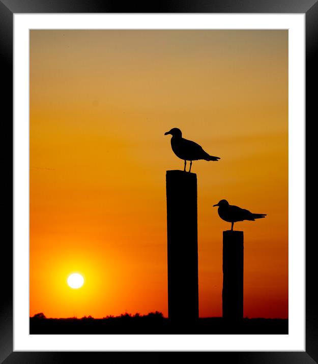 Seagull silhouette Framed Mounted Print by Stephen Giles