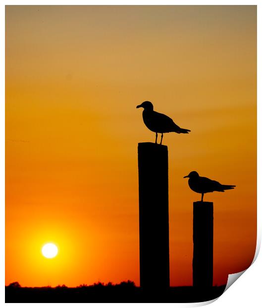 Seagull silhouette Print by Stephen Giles