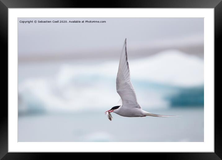 Arctic tern  Framed Mounted Print by Sebastien Coell