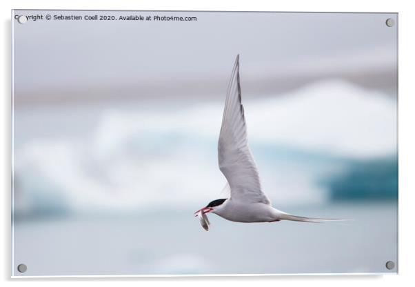 Arctic tern  Acrylic by Sebastien Coell