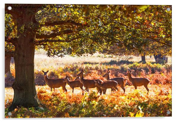 Richmond Deer Acrylic by Sebastien Coell