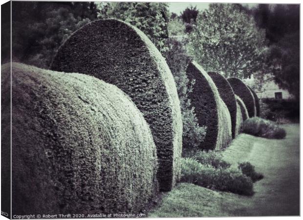 Clipped yew hedge Canvas Print by Robert Thrift
