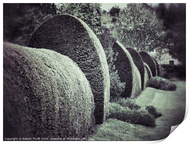 Clipped yew hedge Print by Robert Thrift