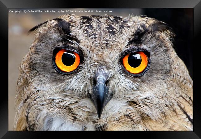 Eagle Owl Eyes Follow you Round the Room. Framed Print by Colin Williams Photography