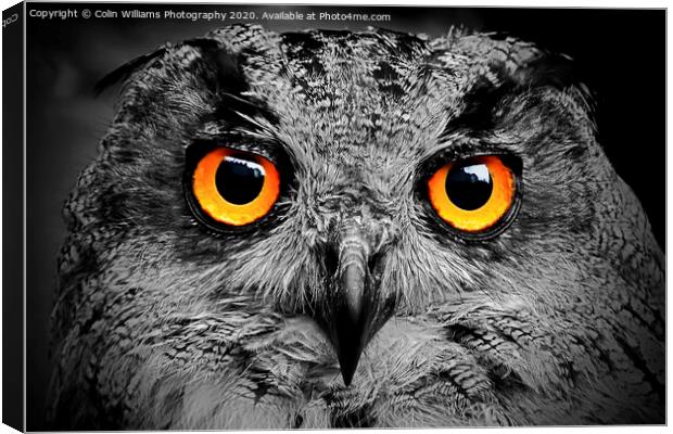 Eagle Owl Eyes Follow you Round the Room BW Canvas Print by Colin Williams Photography