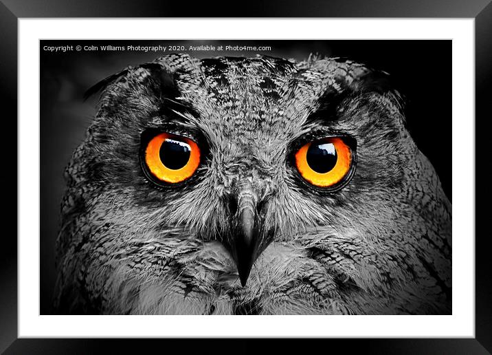 Eagle Owl Eyes Follow you Round the Room BW Framed Mounted Print by Colin Williams Photography