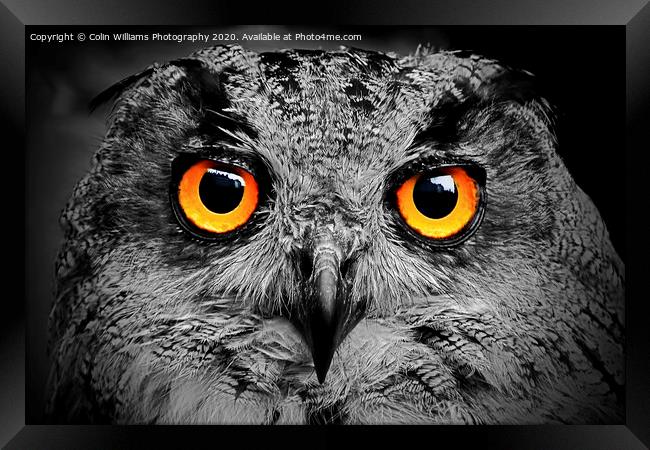 Eagle Owl Eyes Follow you Round the Room BW Framed Print by Colin Williams Photography