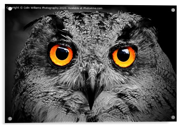 Eagle Owl Eyes Follow you Round the Room BW Acrylic by Colin Williams Photography