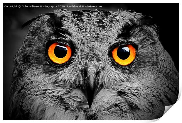 Eagle Owl Eyes Follow you Round the Room BW Print by Colin Williams Photography