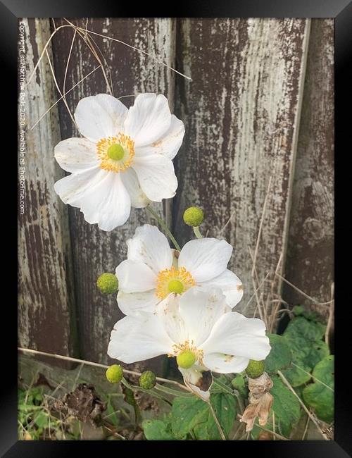 Yellow white flowers  Framed Print by Matthew Balls