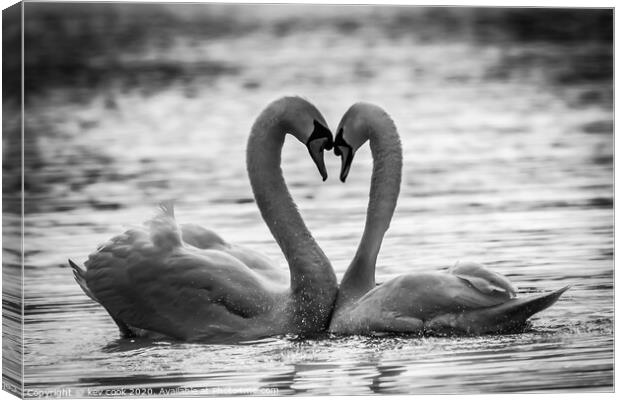 Swan love Canvas Print by kevin cook