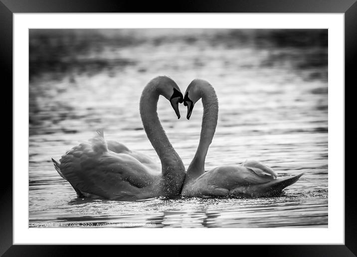 Swan love Framed Mounted Print by kevin cook
