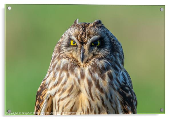 Short eared owl Acrylic by Stephen Rennie