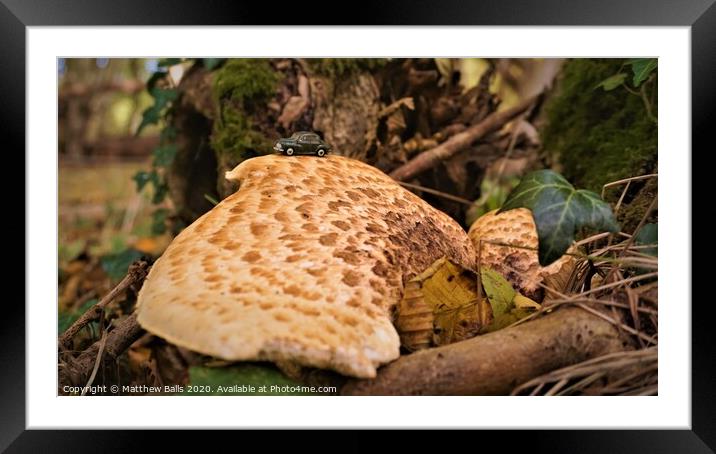 Fungus growing on a tree Framed Mounted Print by Matthew Balls
