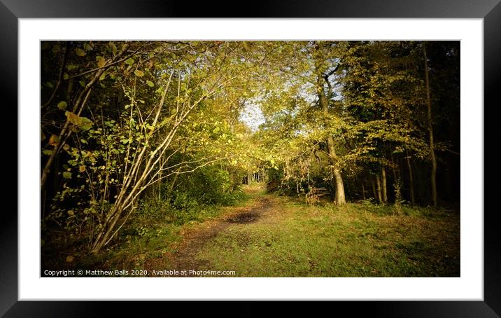 Walk in the woods Framed Mounted Print by Matthew Balls