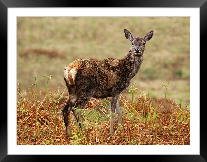 Deer Framed Mounted Print by Keith Thorburn EFIAP/b
